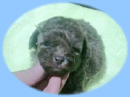 トイプードル ブリーダー子犬販売専門店　Angel wan 東京　神奈川　千葉