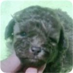 トイプードル　ブリーダー子犬販売専門店　Angel wan 横浜