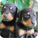 ドーベルマン　ブラックタン　メス　子犬販売の専門店　AngelWan　横浜