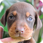 ドーベルマン　チョコタン　オス　子犬販売の専門店　AngelWan　横浜