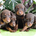 ドーベルマン　チョコタン　メス　子犬販売の専門店　AngelWan　横浜