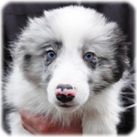 ボーダーコリー　ブリーダー子犬販売専門店　Angel Wan　横浜