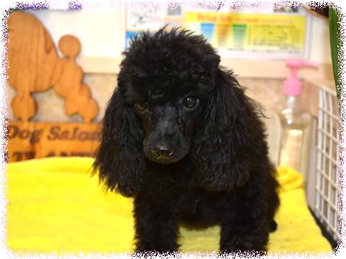 シーズー　ブリーダー子犬販売専門店　Angel wan 東京　神奈川　千葉