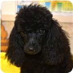 シーズー　ブリーダー子犬販売専門店　Angel wan 横浜