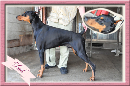 ドーベルマン　父犬　子犬販売の専門店　AngelWan　横浜　神奈川
