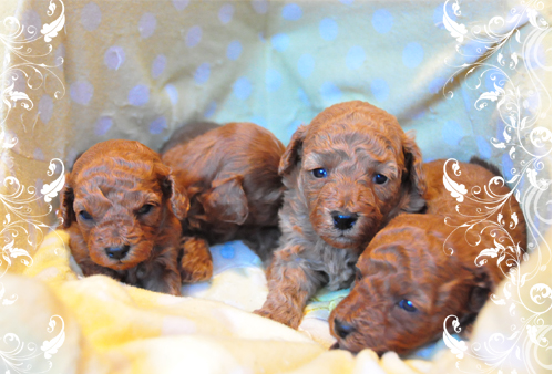 トイプードル レッド 小型犬 トイプードル ブリーダー子犬販売専門店 Angel Wan 東京 神奈川 千葉