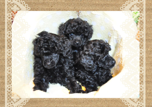 トイプードル ブラック 男の子 (♂)/女の子 (♀) トイプードル ブリーダー子犬販売専門店 Angel Wan 東京 神奈川 千葉