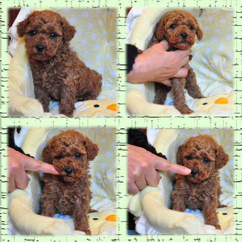 トイプードル　ブリーダー子犬販売専門店　Angel Wan　東京　神奈川　千葉