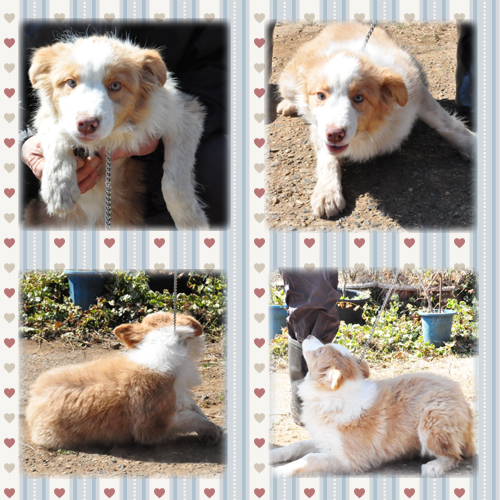 ボーダーコリー　ブリーダー子犬販売専門店　Angel Wan 東京　神奈川　千葉