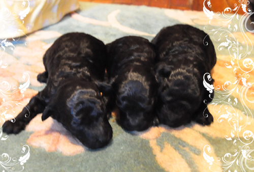 トイプードル JKC 男の子 (♂)/女の子 (♀) トイプードル ブリーダー子犬販売専門店 Angel Wan 東京 神奈川 千葉