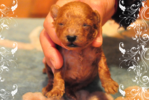 トイプードル　ブリーダー子犬販売専門店　Angel Wan 東京　神奈川　千葉