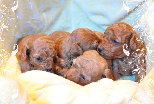 トイプードル 男の子 (♂)/女の子 (♀) JKC トイプードル ブリーダー子犬販売専門店 Angel Wan 東京 神奈川 千葉