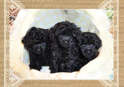トイプードル ブラック 小ぶり トイプードル ブリーダー子犬販売専門店 Angel Wan 東京 神奈川 千葉