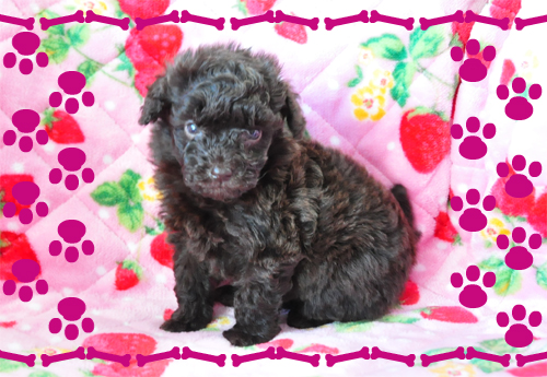 トイプードル　ブリーダー子犬販売専門店　Angel Wan 東京　神奈川　千葉