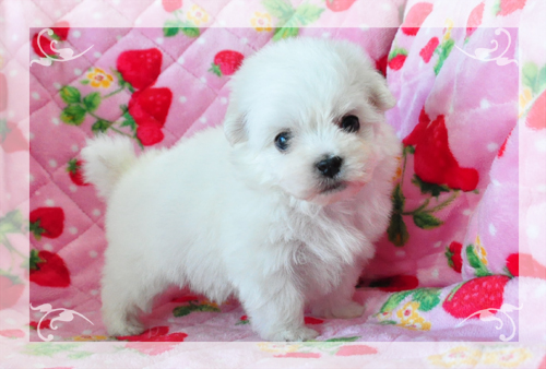 マルチーズ　ブリーダー子犬販売専門店　Angel Wan 東京　神奈川　千葉