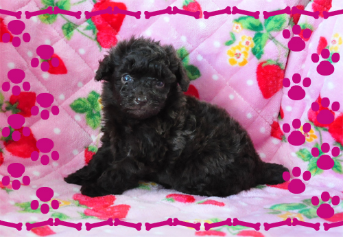 トイプードル　ブリーダー子犬販売専門店　Angel Wan 東京　神奈川　千葉