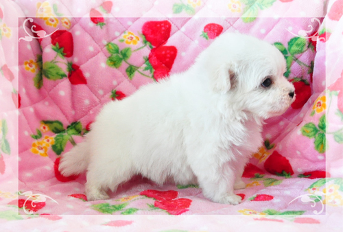 マルチーズ　ブリーダー子犬販売専門店　Angel Wan 東京　神奈川　千葉