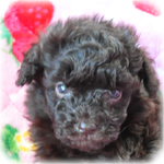 トイプードル　ブリーダー子犬販売専門店　Angel Wan　横浜