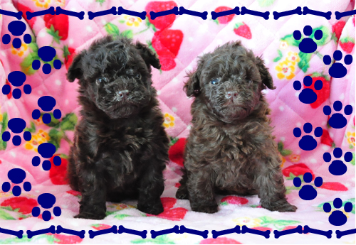 トイプードル ブリーダー子犬販売専門店 Angel Wan 東京 神奈川 千葉