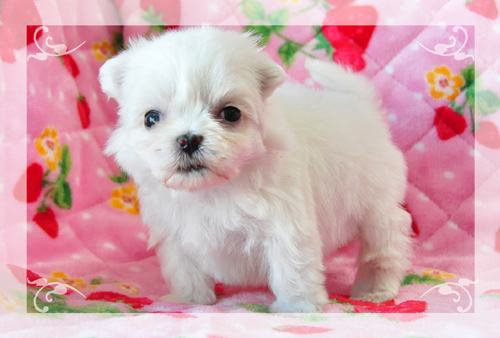 マルチーズ　ブリーダー子犬販売専門店　Angel Wan 東京　神奈川　千葉