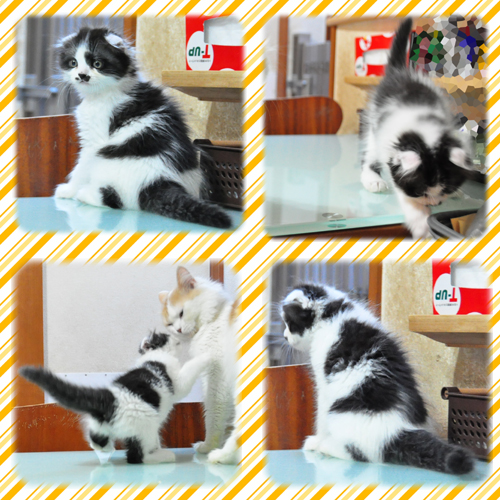 スコティッシュフォールド　ブリーダー子犬販売専門店　Angel Wan 東京　神奈川　千葉