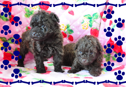 トイプードル ブリーダー子犬販売専門店 Angel Wan 東京 神奈川 千葉