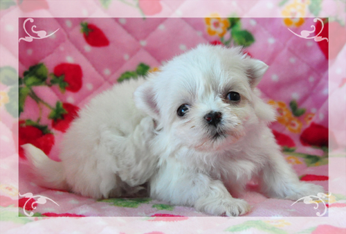 マルチーズ　ブリーダー子犬販売専門店　Angel Wan 東京　神奈川　千葉