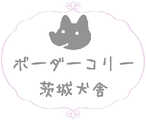 ボーダーコリーのブリーダー 茨城 AngelWan ボーダーコリー ブリーダー子犬販売専門店 Angel Wan 横浜