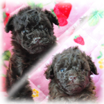 トイプードル ブリーダー子犬販売専門店 Angel Wan 横浜