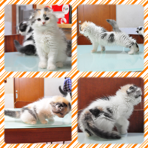 スコティッシュフォールド　ブリーダー子犬販売専門店　Angel Wan 東京　神奈川　千葉