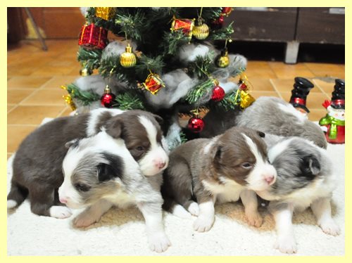 ボーダーコリー ブリーダー子犬販売専門店 Angel wan 東京 神奈川 千葉