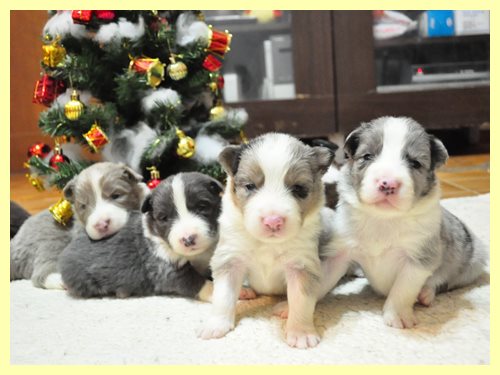 ボーダーコリー ブリーダー子犬販売専門店 Angel wan 東京 神奈川 千葉