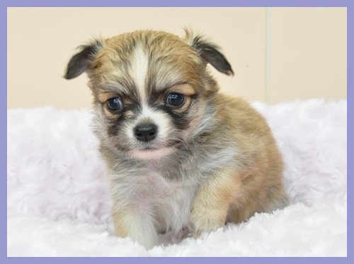 チワワ ブリーダー子犬販売専門店 Angel wan 東京 神奈川 千葉