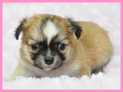 チワワ ブリーダー子犬販売専門店　Angel wan 東京　神奈川　千葉