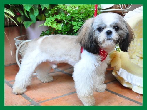 シーズー ブリーダー子犬販売専門店　Angel wan 東京　神奈川　千葉