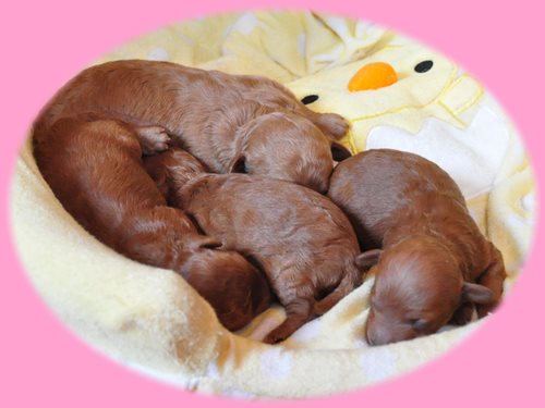 トイプードル ブリーダー子犬販売専門店 Angel wan 東京 神奈川 千葉