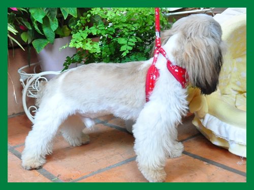 シーズー ブリーダー子犬販売専門店　Angel wan 東京　神奈川　千葉