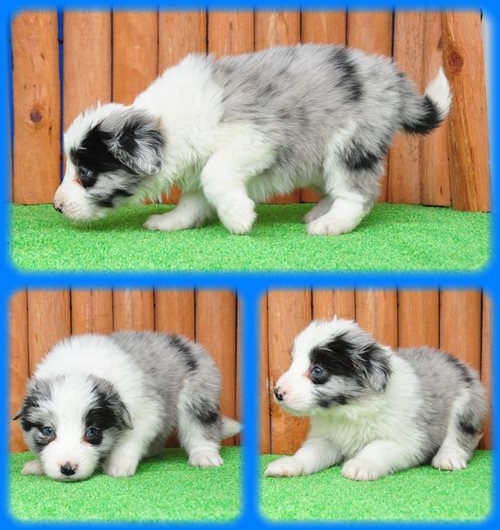 ボーダーコリー ブリーダー子犬販売専門店 Angel wan 東京 神奈川 千葉