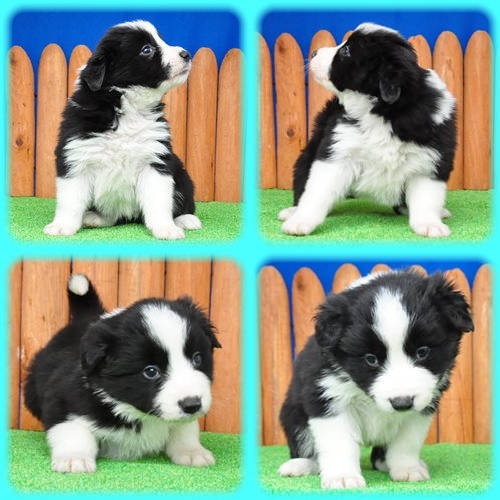 ボーダーコリー ブリーダー子犬販売専門店　Angel wan 東京　神奈川　千葉