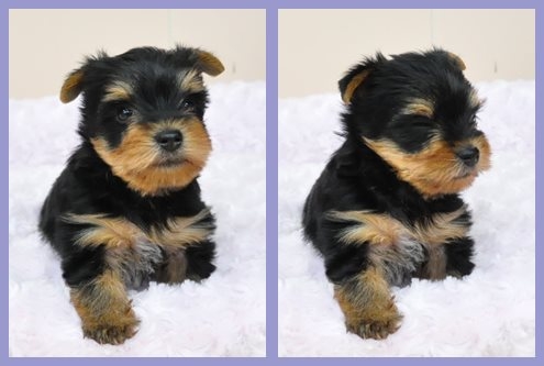 ヨークシャーテリア　ブリーダー子犬販売専門店　Angel wan 東京　神奈川　千葉