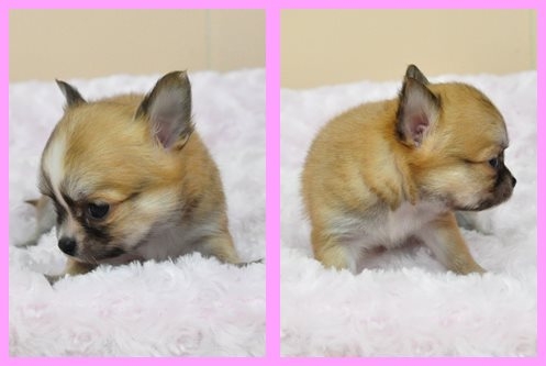 チワワ ブリーダー子犬販売専門店　Angel wan 東京　神奈川　千葉