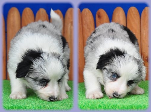 ボーダーコリー ブリーダー子犬販売専門店 Angel wan 東京 神奈川 千葉