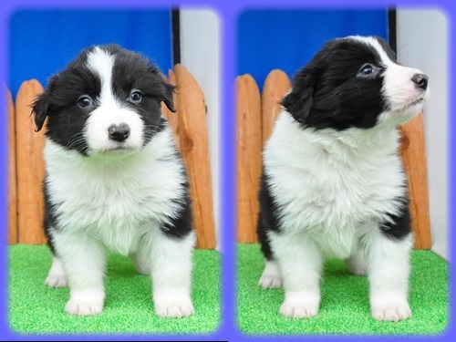 ボーダーコリー ブリーダー子犬販売専門店 Angel wan 東京 神奈川 千葉