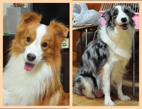 ボーダーコリー ブリーダー子犬販売専門店 Angel wan 東京 神奈川 千葉