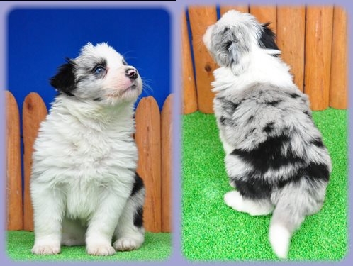 ボーダーコリー ブリーダー子犬販売専門店 Angel wan 東京 神奈川 千葉