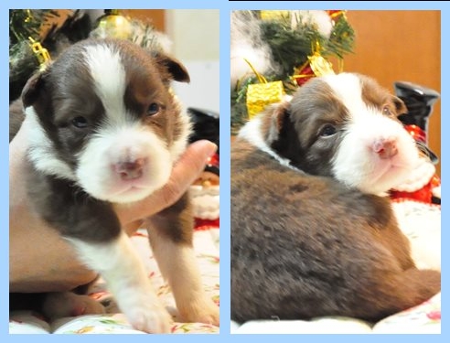 ボーダーコリー ブリーダー子犬販売専門店 Angel wan 東京 神奈川 千葉