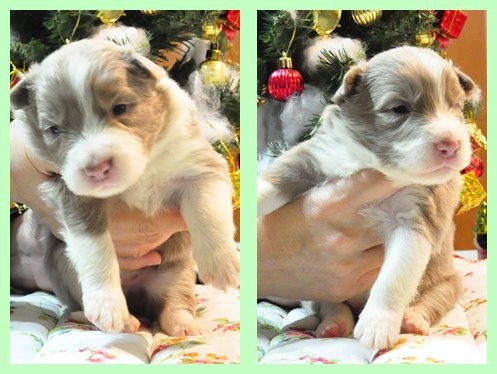 ボーダーコリー ブリーダー子犬販売専門店　Angel wan 東京　神奈川　千葉