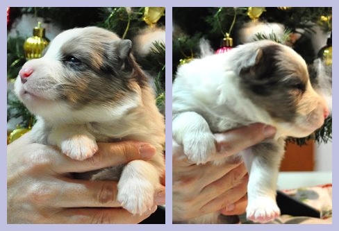 ボーダーコリー ブリーダー子犬販売専門店 Angel wan 東京 神奈川 千葉