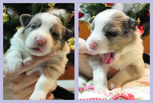 ボーダーコリー ブリーダー子犬販売専門店 Angel wan 東京 神奈川 千葉