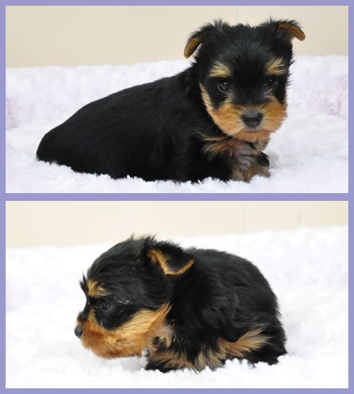 ヨークシャーテリア　ブリーダー子犬販売専門店　Angel wan 東京　神奈川　千葉